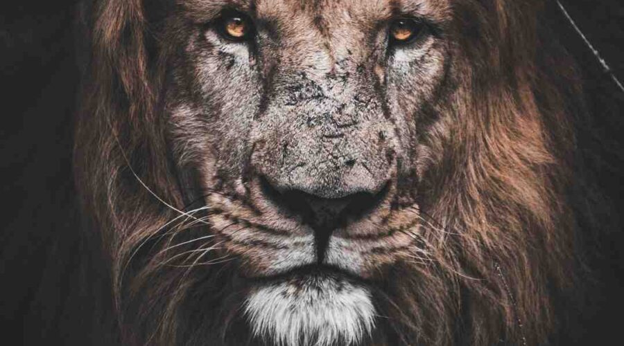 Comment sera l'année 2022 pour les Lions ?
